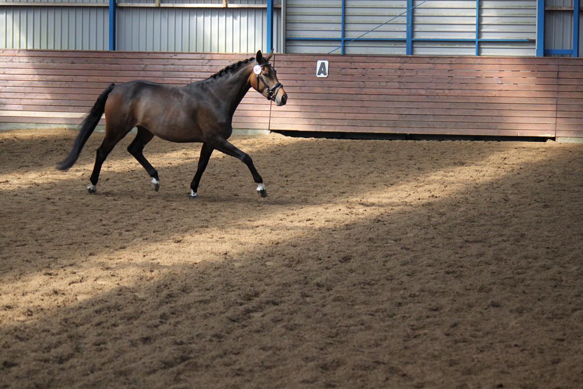 Dansk Varmblod Gammelgaards Szenia DH billede 13