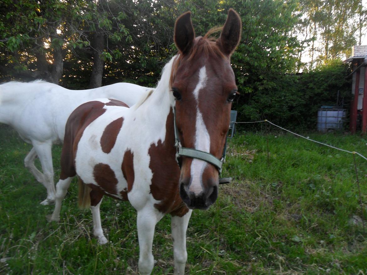 Anden særlig race Quick step<3 billede 8