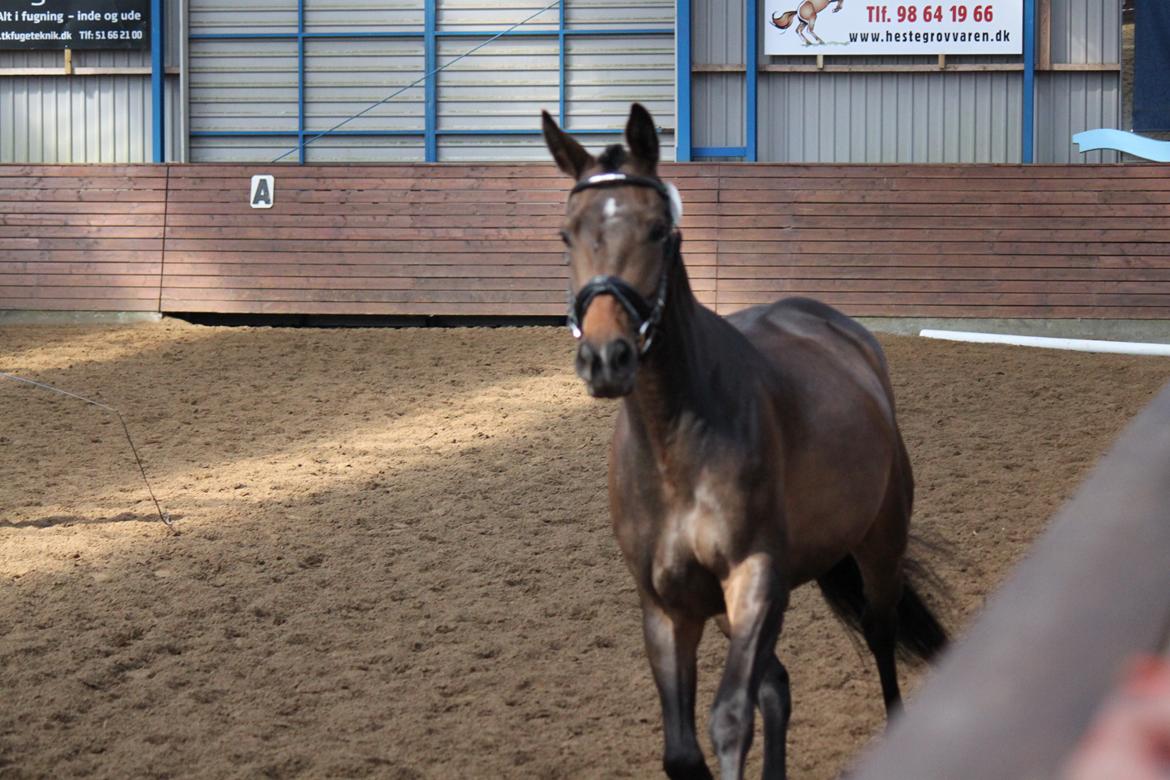 Dansk Varmblod Gammelgaards Szenia DH billede 16