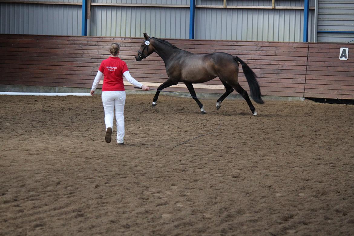 Dansk Varmblod Gammelgaards Szenia DH billede 8