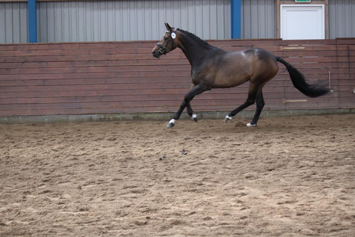 Dansk Varmblod Gammelgaards Szenia DH billede 18