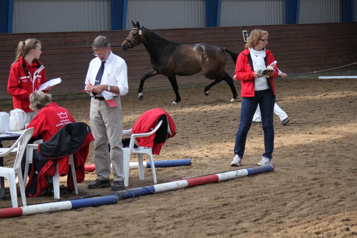 Dansk Varmblod Gammelgaards Szenia DH billede 3