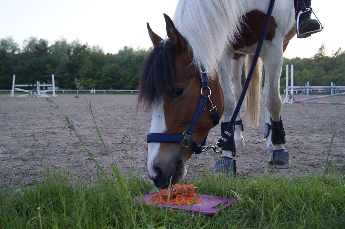 Anden særlig race Feleks aka. Grisling - Så blev den lille smukke pony 6 år :) <3 Nyder en velfortjent lagkage efter en super springtræning :) billede 2