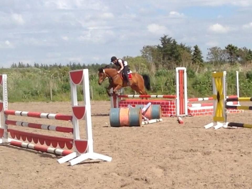 Anden særlig race Lucky billede 10