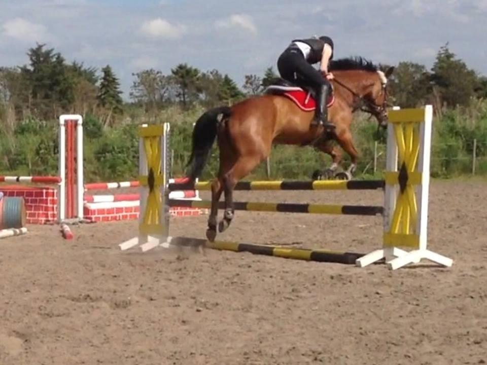 Anden særlig race Lucky billede 11