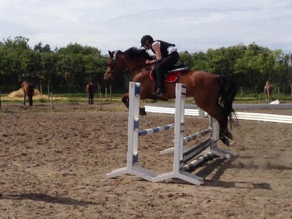 Anden særlig race Lucky billede 15