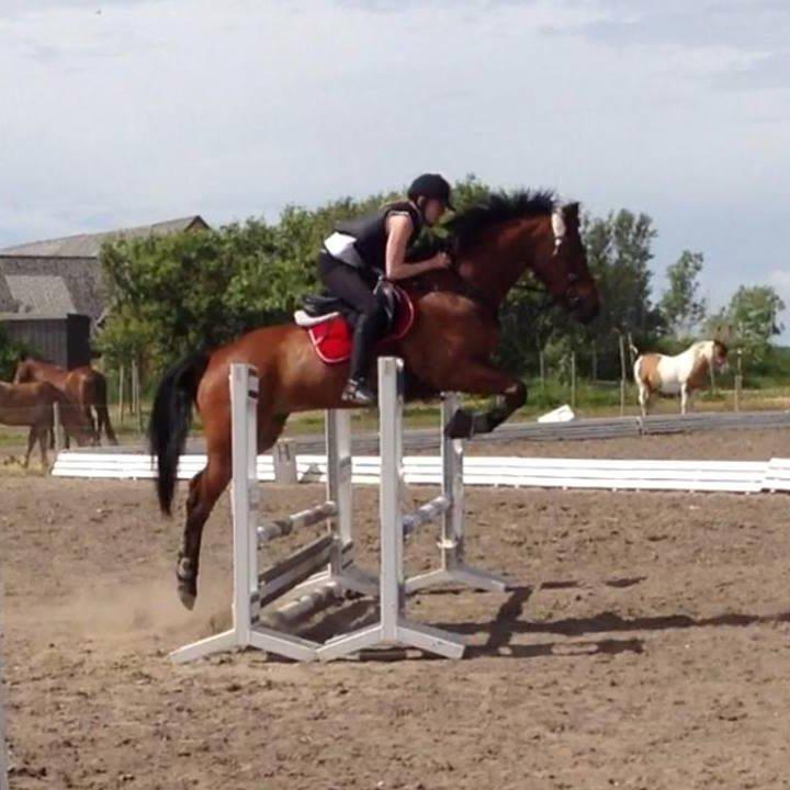 Anden særlig race Lucky billede 16