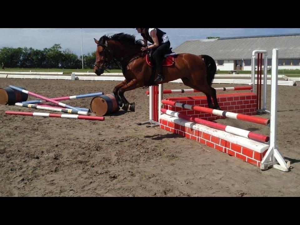 Anden særlig race Lucky billede 17