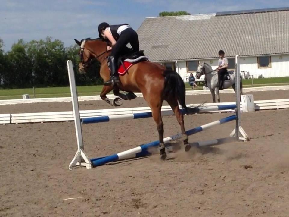 Anden særlig race Lucky billede 19