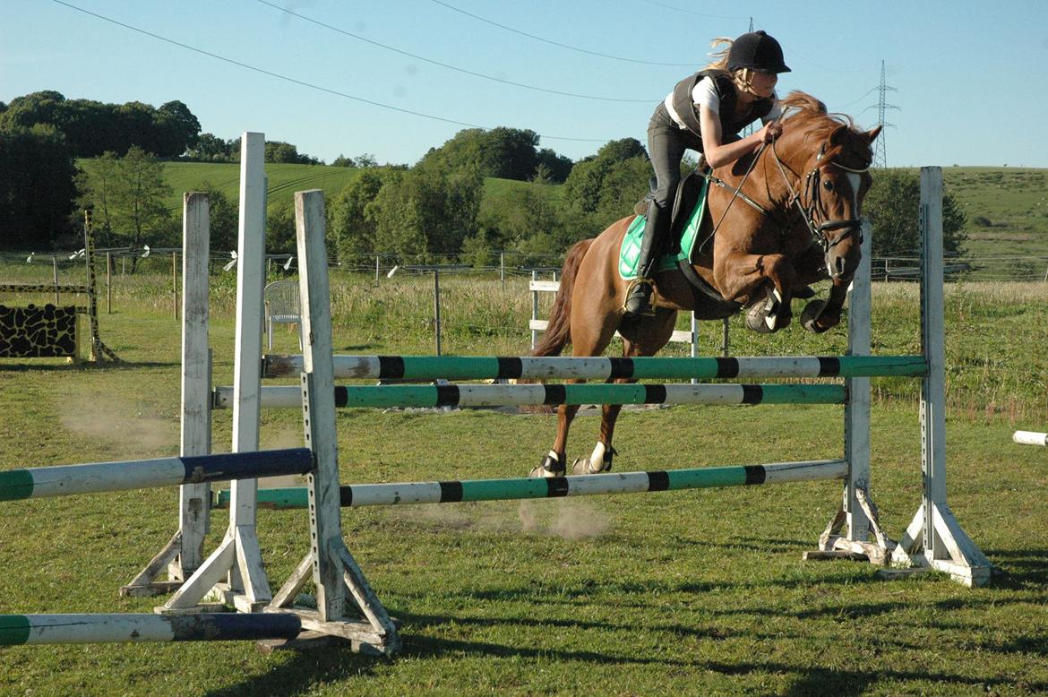 Tysk Sportspony DayDream 38 billede 8