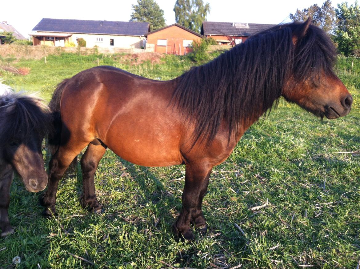 Shetlænder Dalbo´s Warrior - Walle manden <3 - juni 2013 billede 14