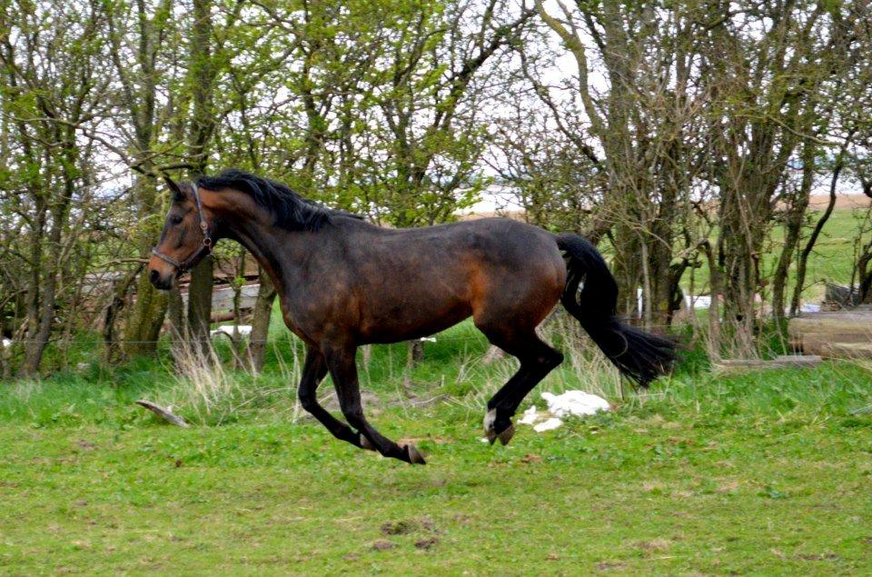 Dansk Varmblod Herslev Mark's Rosita billede 5