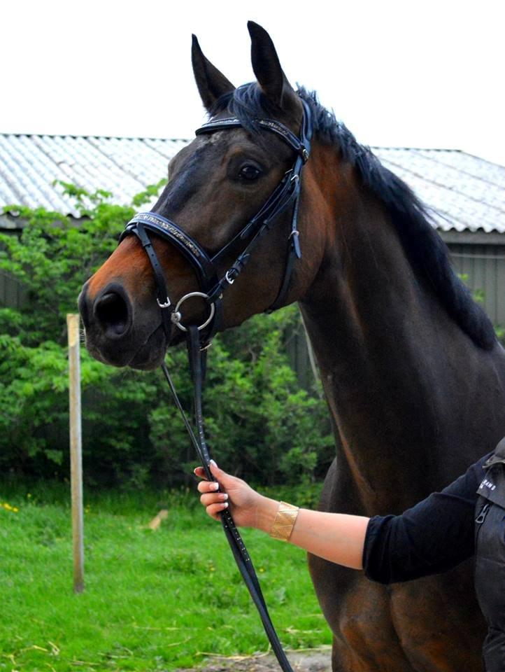 Dansk Varmblod Herslev Mark's Rosita billede 1