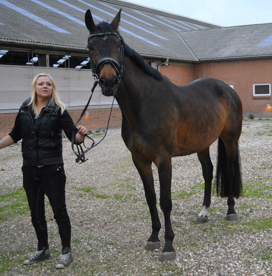 Dansk Varmblod Herslev Mark's Rosita billede 7