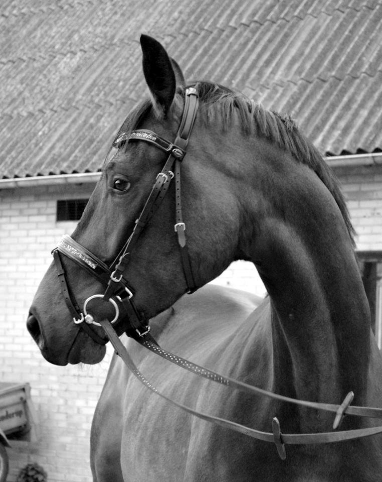 Dansk Varmblod Herslev Mark's Rosita billede 9