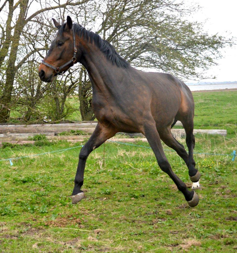 Dansk Varmblod Herslev Mark's Rosita billede 11