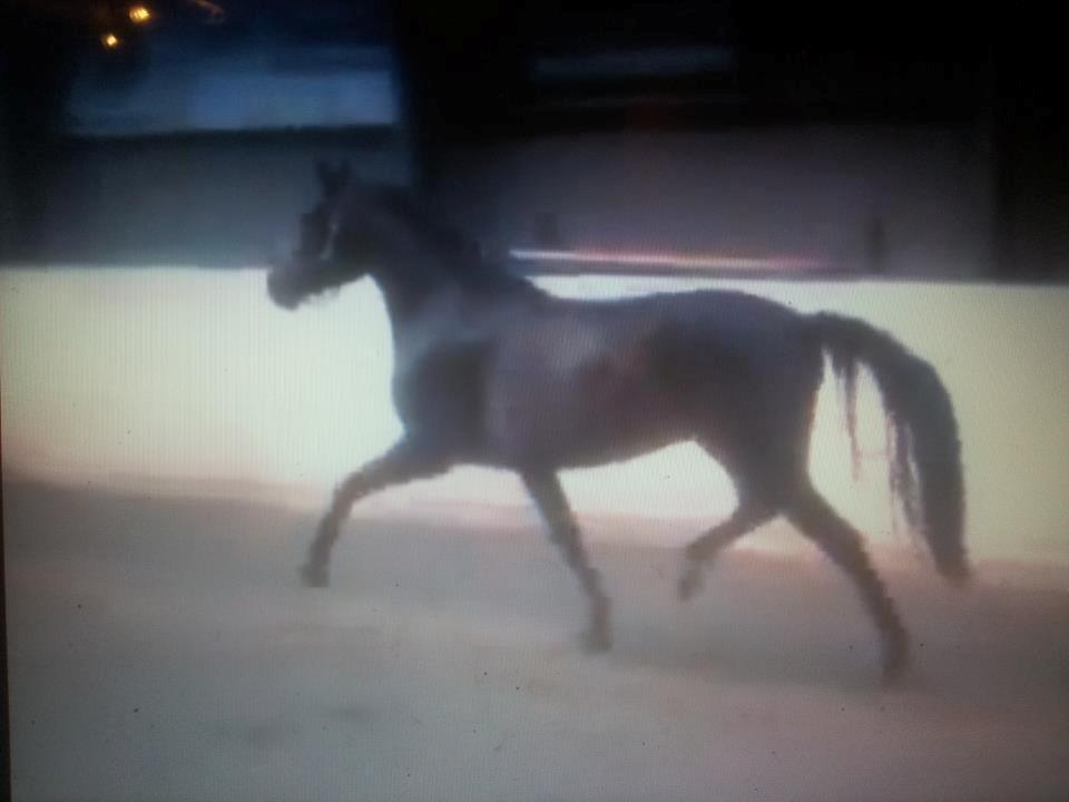 Dansk Varmblod Herslev Mark's Rosita - beklager kvaliteten billede 12