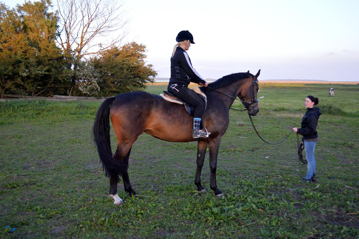 Dansk Varmblod Herslev Mark's Rosita billede 6