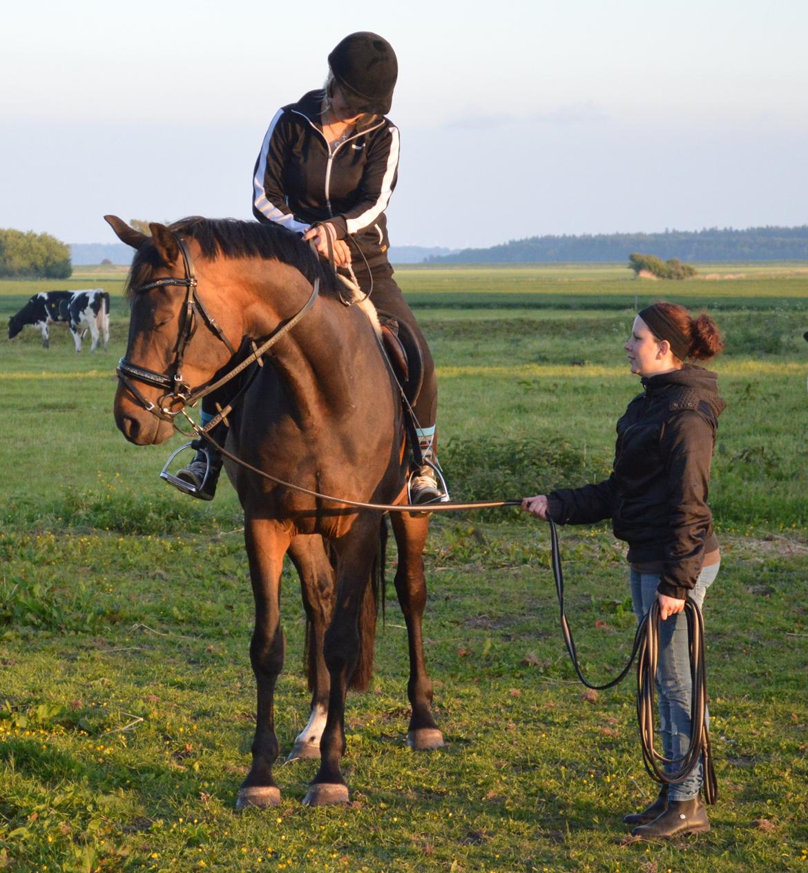 Dansk Varmblod Herslev Mark's Rosita - moar jeg trææææt :D  billede 8