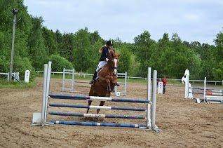 Hannoveraner Kirkeledgaard Luna - Klubmester 2013 - nør 2/6 -2013 <3 90/100 cm<3 billede 17