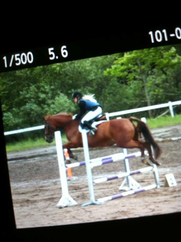 Hannoveraner Kirkeledgaard Luna - Klubmester 2013 - Nør 2/6 -2013<3 90/100 cm<3 billede 20