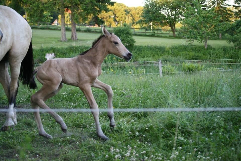 Anden særlig race Sweet Ballerina billede 19