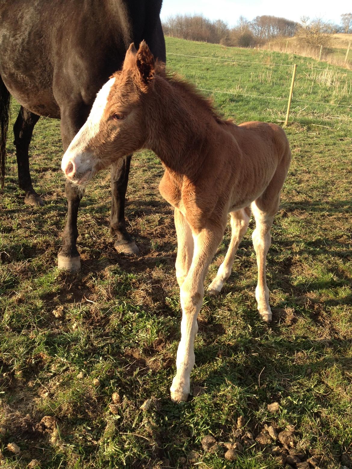 Anden særlig race Osiris of fire billede 1