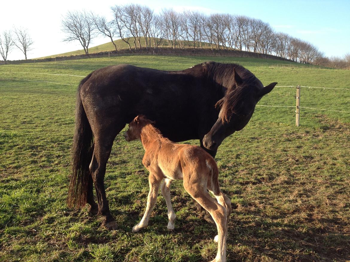 Anden særlig race Osiris of fire billede 2