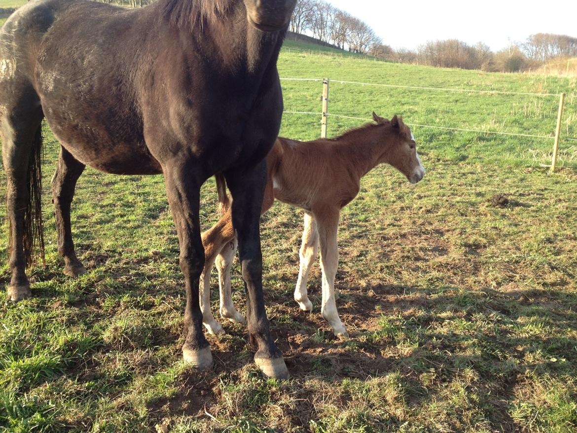 Anden særlig race Osiris of fire billede 3