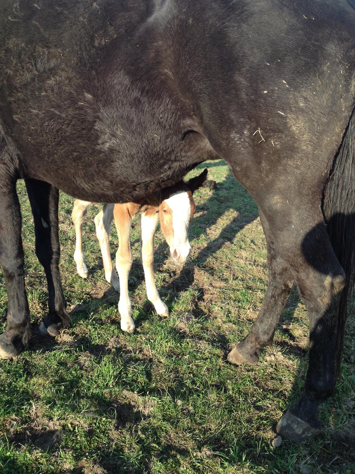 Anden særlig race Osiris of fire billede 4