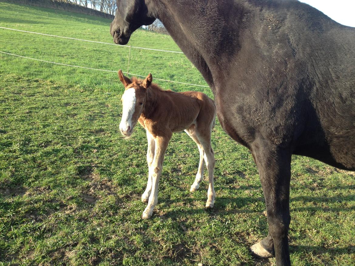 Anden særlig race Osiris of fire billede 5