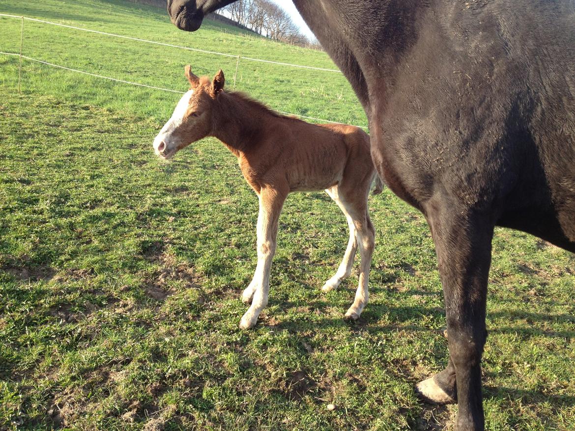 Anden særlig race Osiris of fire billede 6