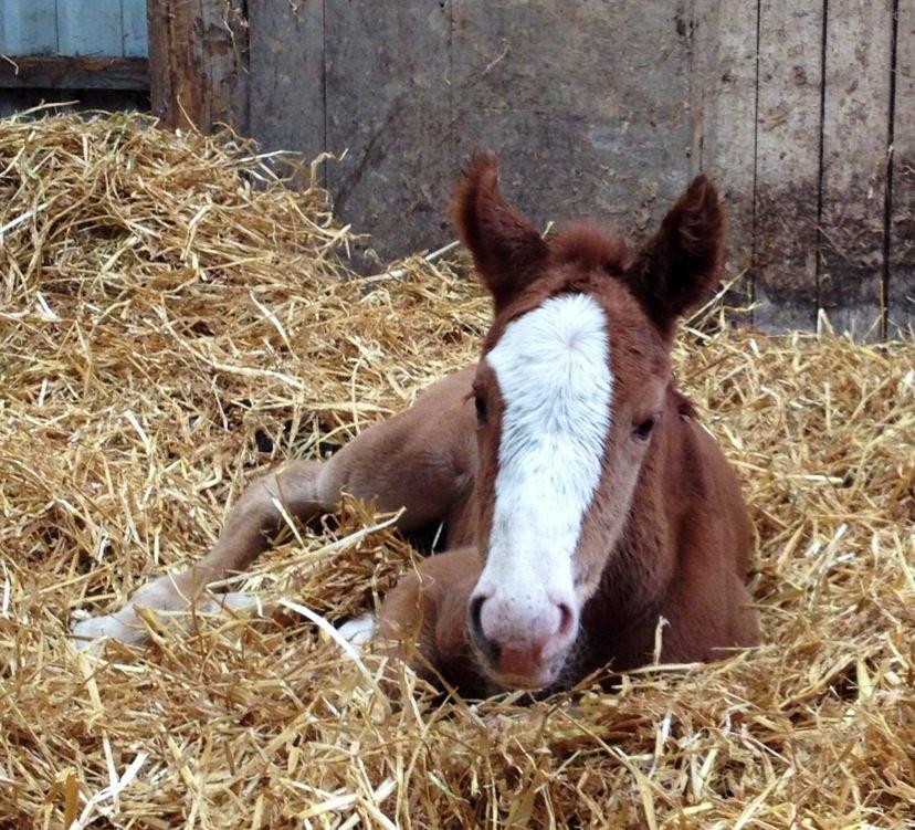 Anden særlig race Osiris of fire billede 7