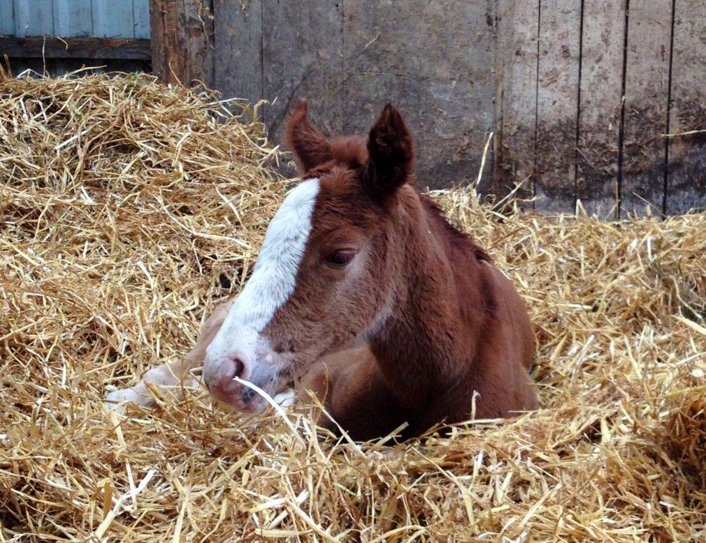 Anden særlig race Osiris of fire billede 8