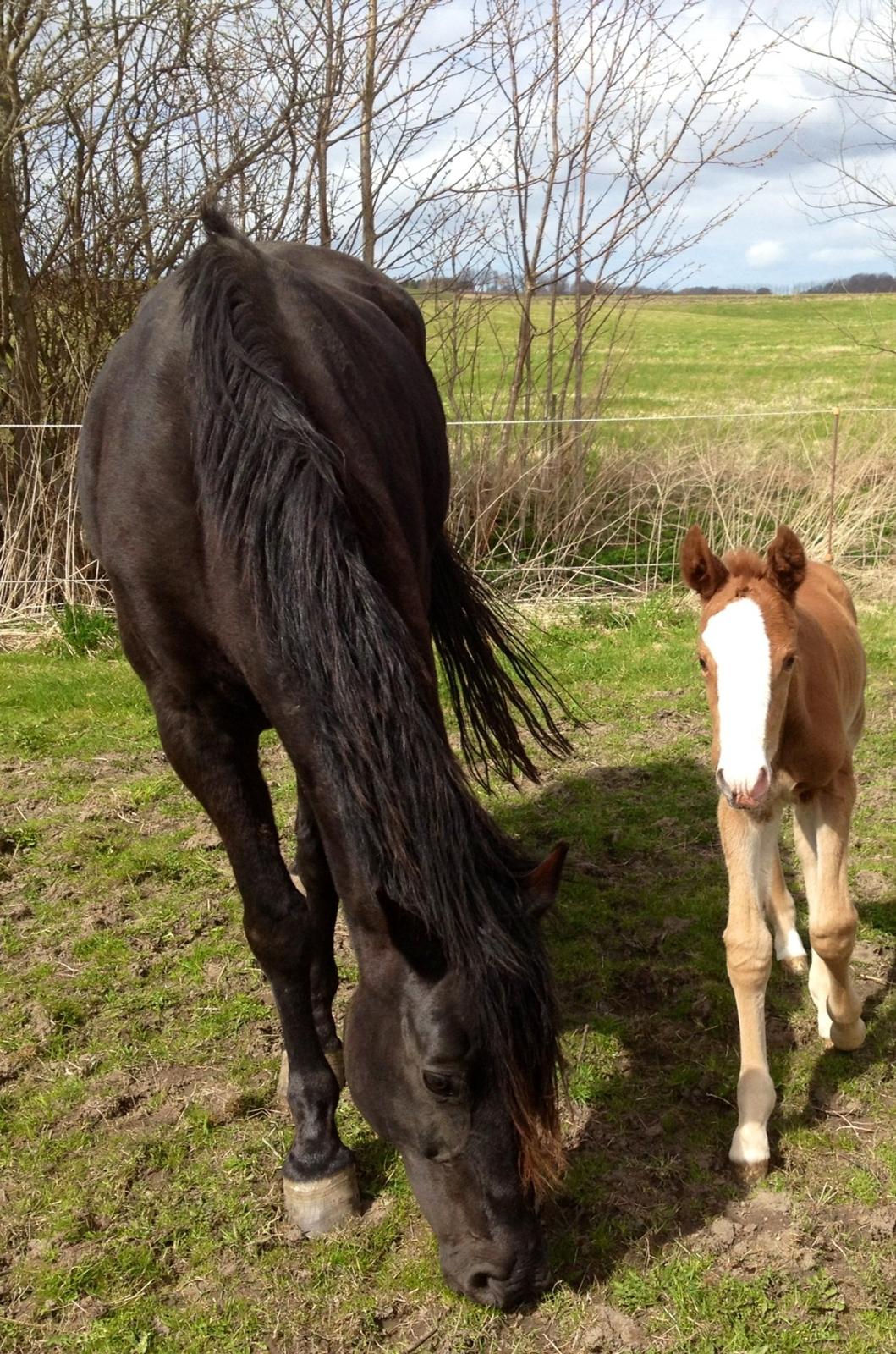 Anden særlig race Osiris of fire billede 9