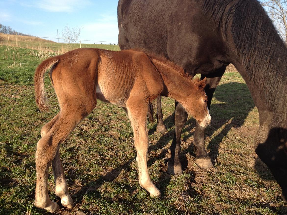 Anden særlig race Osiris of fire billede 11