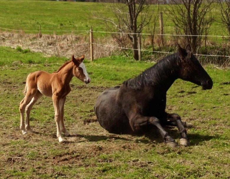 Anden særlig race Osiris of fire billede 10