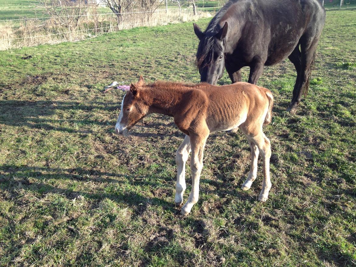 Anden særlig race Osiris of fire billede 12