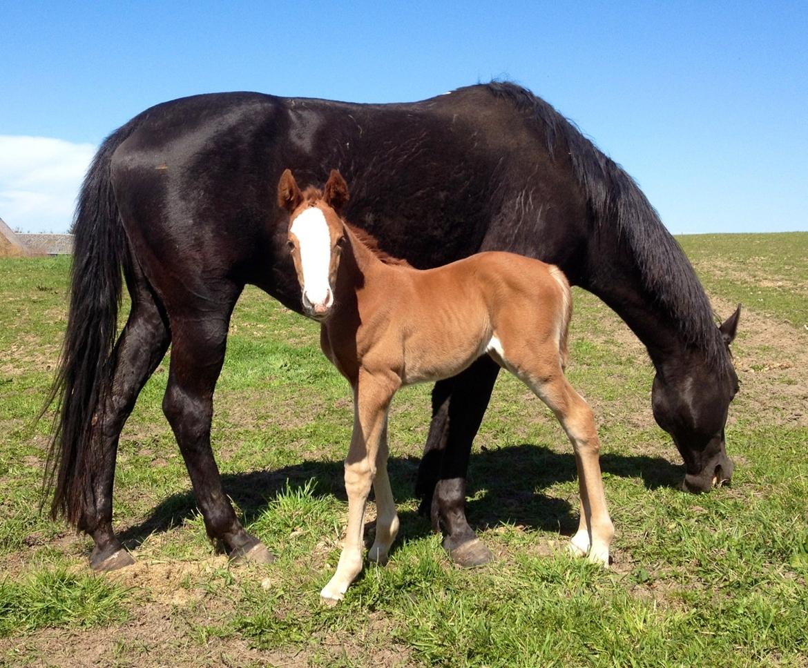 Anden særlig race Osiris of fire billede 13