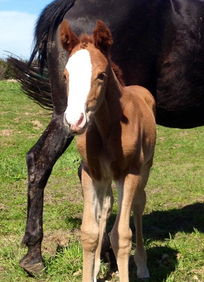 Anden særlig race Osiris of fire billede 14
