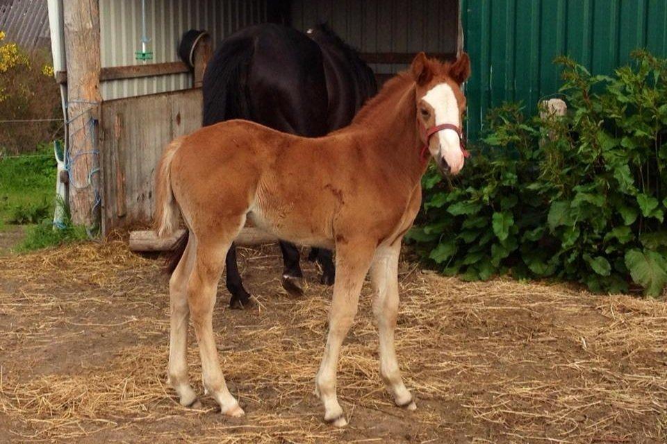 Anden særlig race Osiris of fire billede 15