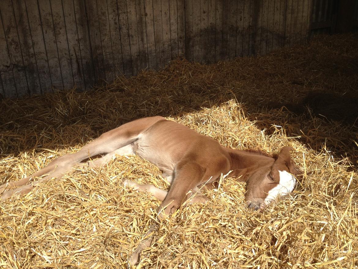 Anden særlig race Osiris of fire billede 16