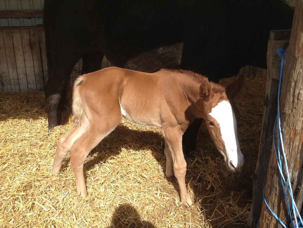 Anden særlig race Osiris of fire billede 17