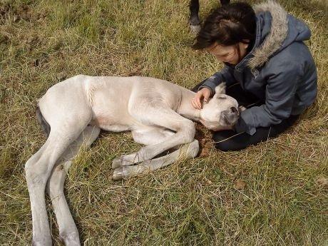 DSP Jægersborgs Mr. Darcy billede 7