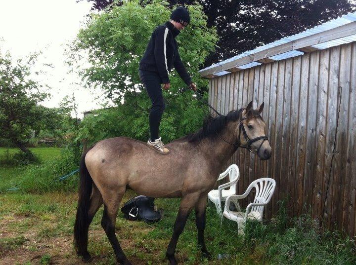 DSP Jægersborgs Mr. Darcy billede 8