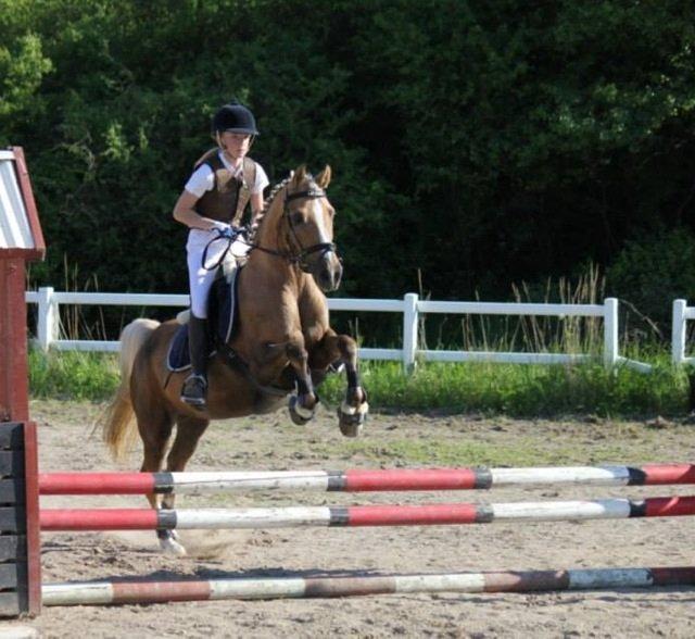 Tysk Sportspony Mühlenhofs Lambada (låne pony) billede 17