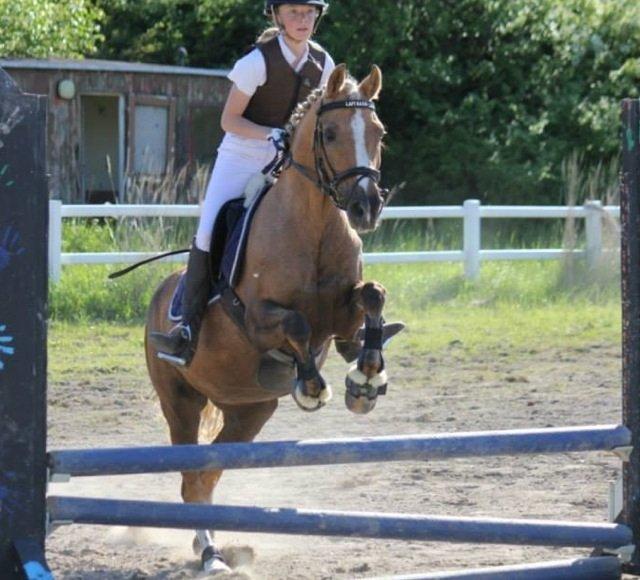 Tysk Sportspony Mühlenhofs Lambada (låne pony) billede 18