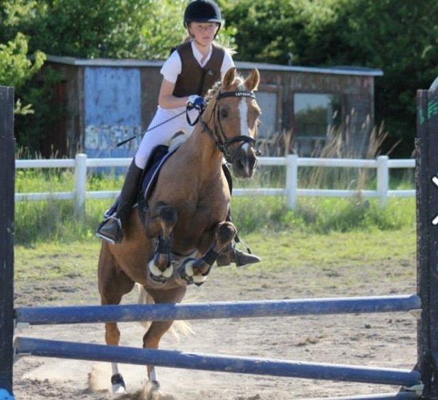 Tysk Sportspony Mühlenhofs Lambada (låne pony) billede 19