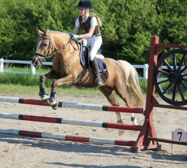 Tysk Sportspony Mühlenhofs Lambada (låne pony) billede 20