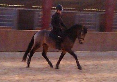 DSP Jægersborgs Mr. Darcy billede 9